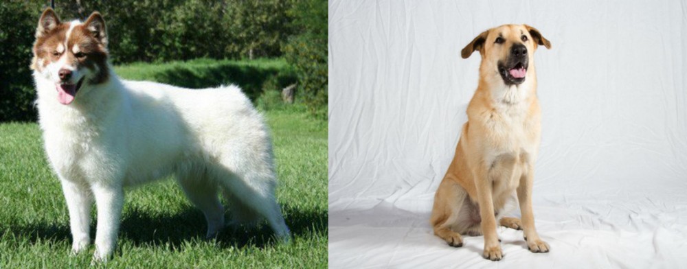Chinook vs Canadian Eskimo Dog - Breed Comparison