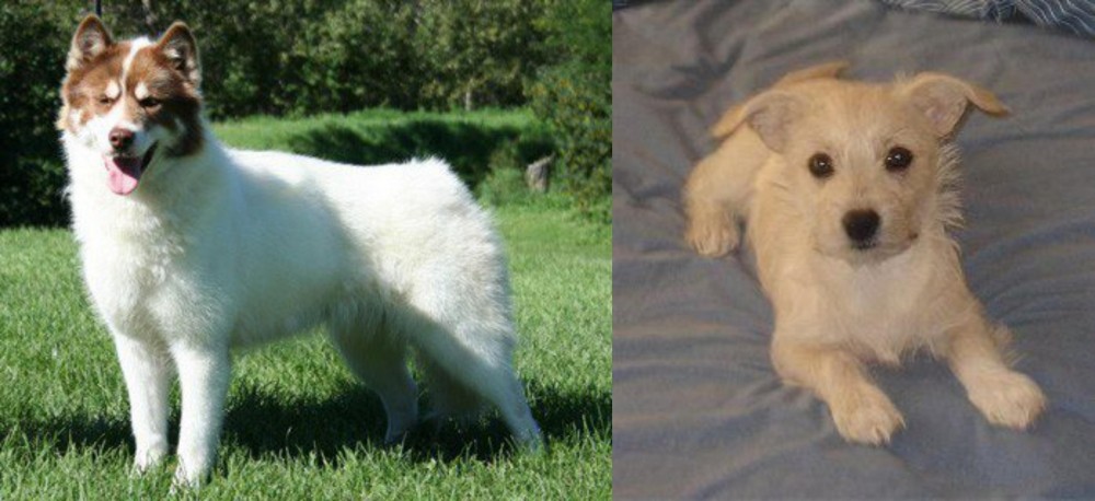 Chipoo vs Canadian Eskimo Dog - Breed Comparison