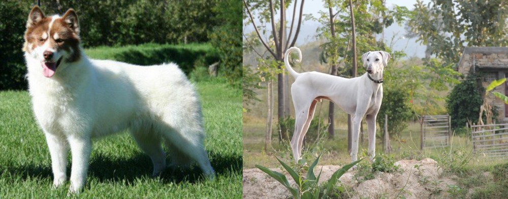 Chippiparai vs Canadian Eskimo Dog - Breed Comparison