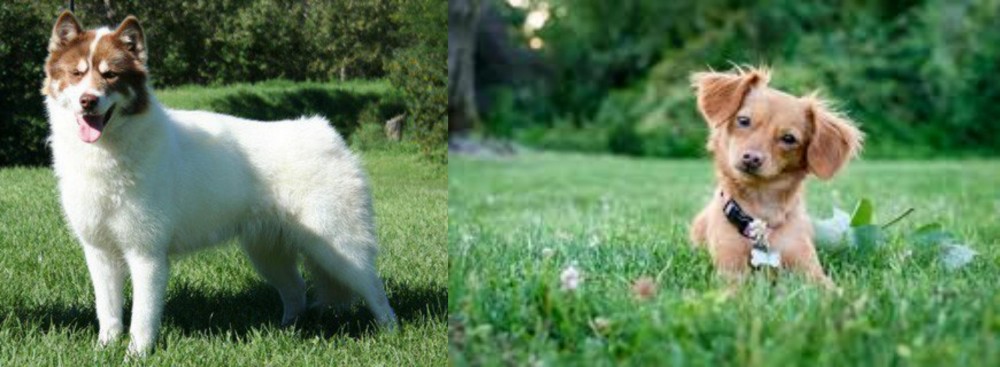 Chiweenie vs Canadian Eskimo Dog - Breed Comparison