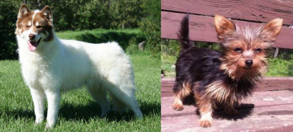 Chorkie vs Canadian Eskimo Dog - Breed Comparison