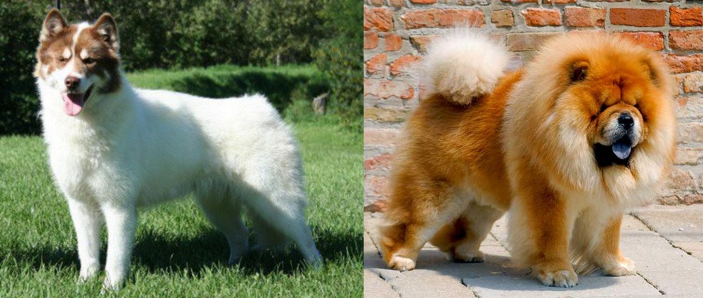 Chow Chow vs Canadian Eskimo Dog - Breed Comparison