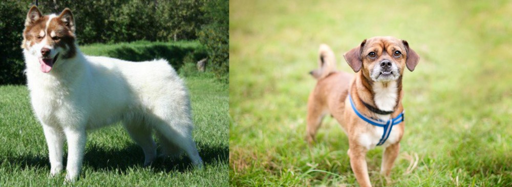 Chug vs Canadian Eskimo Dog - Breed Comparison