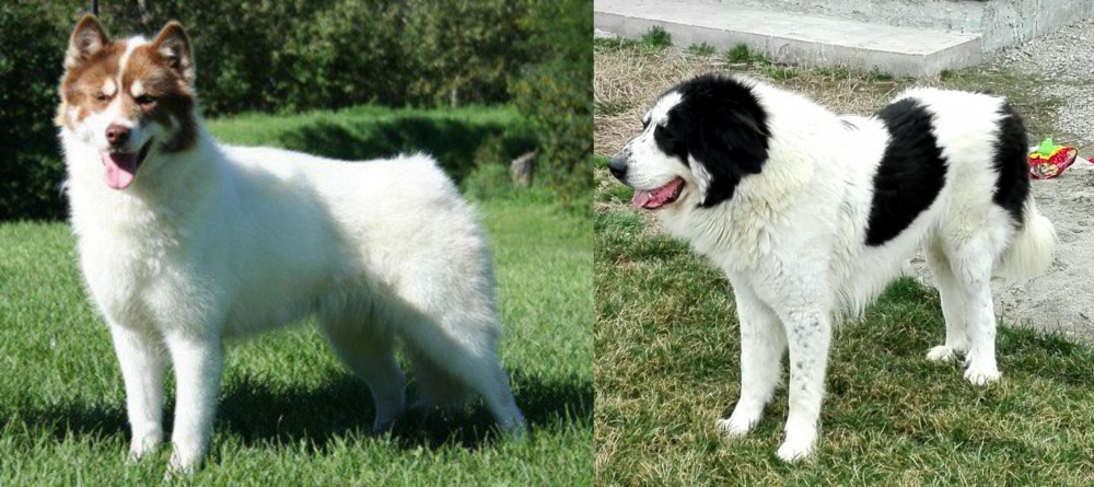 Ciobanesc de Bucovina vs Canadian Eskimo Dog - Breed Comparison
