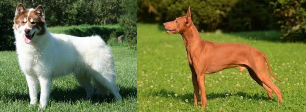 Cirneco dell'Etna vs Canadian Eskimo Dog - Breed Comparison