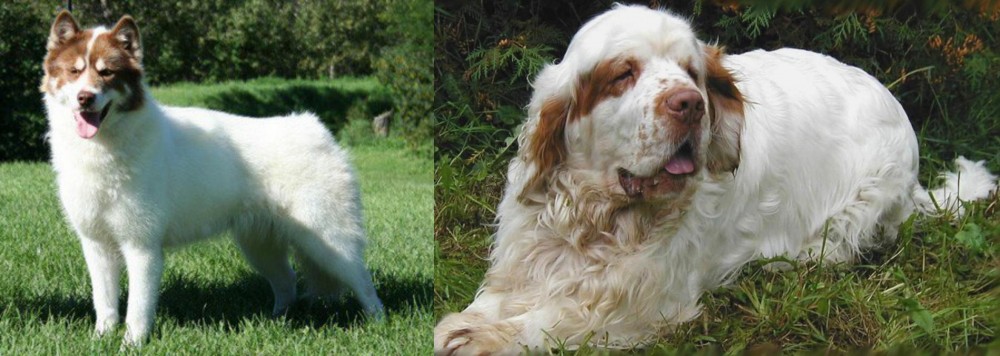 Clumber Spaniel vs Canadian Eskimo Dog - Breed Comparison