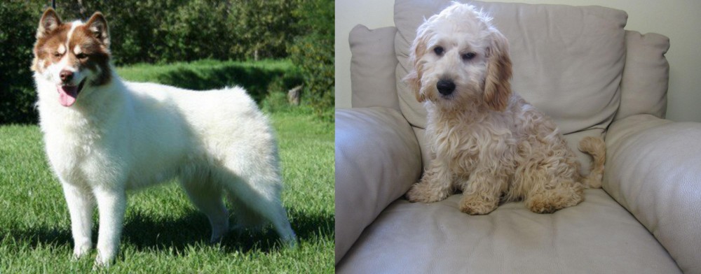 Cockachon vs Canadian Eskimo Dog - Breed Comparison