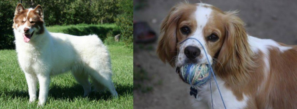 Cockalier vs Canadian Eskimo Dog - Breed Comparison