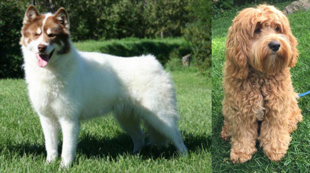 Cockapoo vs Canadian Eskimo Dog - Breed Comparison