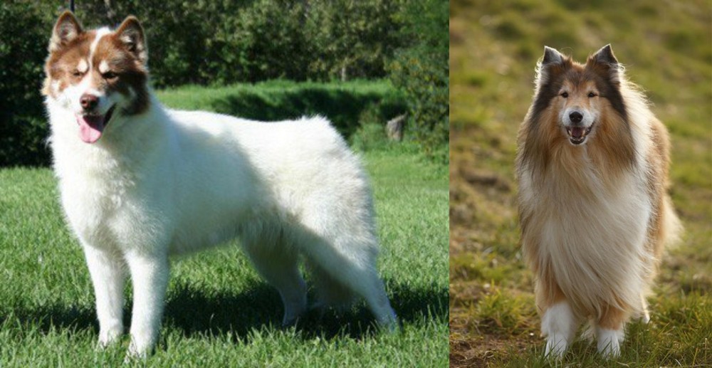 Collie vs Canadian Eskimo Dog - Breed Comparison