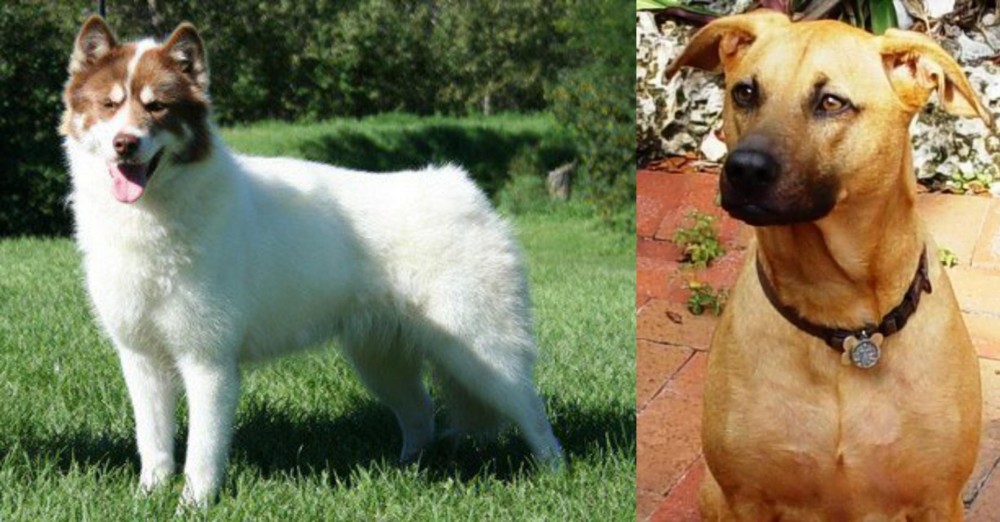 Combai vs Canadian Eskimo Dog - Breed Comparison