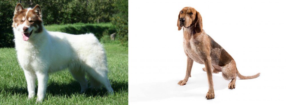 Coonhound vs Canadian Eskimo Dog - Breed Comparison