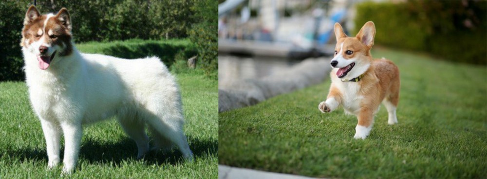 Corgi vs Canadian Eskimo Dog - Breed Comparison