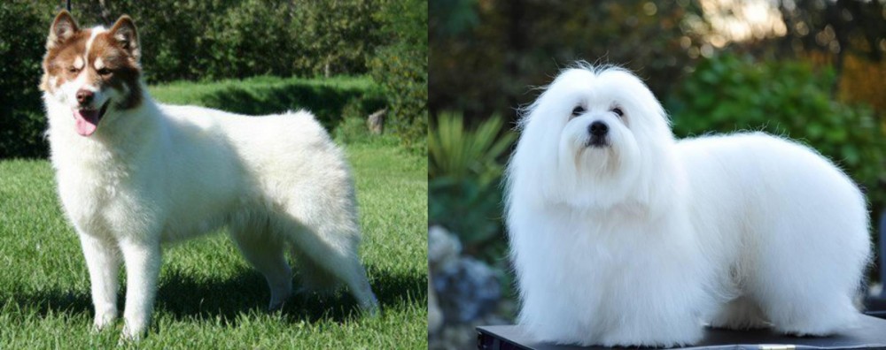 Coton De Tulear vs Canadian Eskimo Dog - Breed Comparison