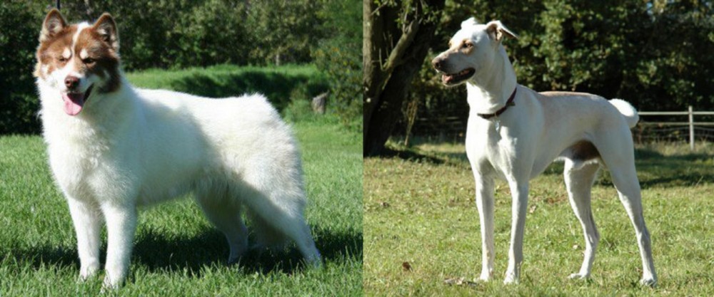 Cretan Hound vs Canadian Eskimo Dog - Breed Comparison