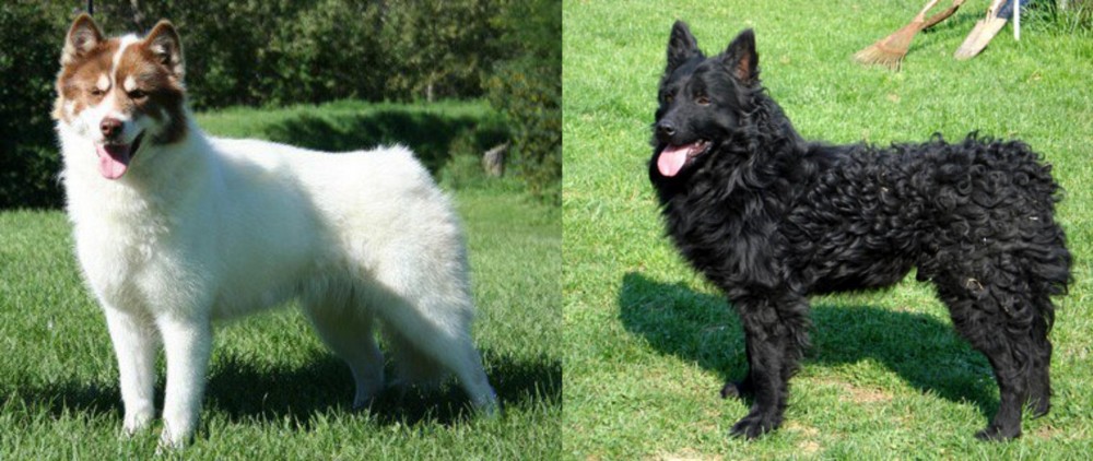 Croatian Sheepdog vs Canadian Eskimo Dog - Breed Comparison