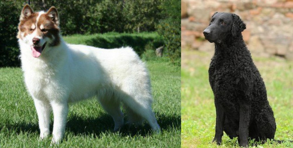 Curly Coated Retriever vs Canadian Eskimo Dog - Breed Comparison