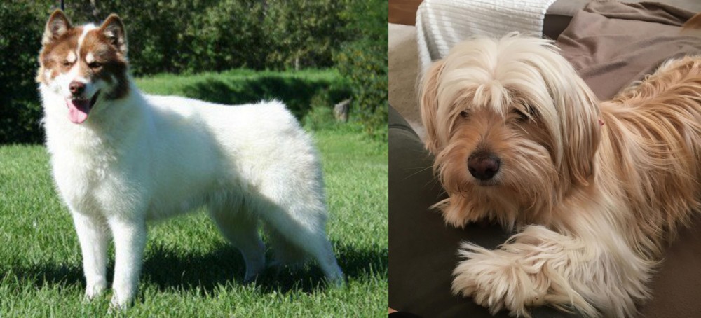 Cyprus Poodle vs Canadian Eskimo Dog - Breed Comparison