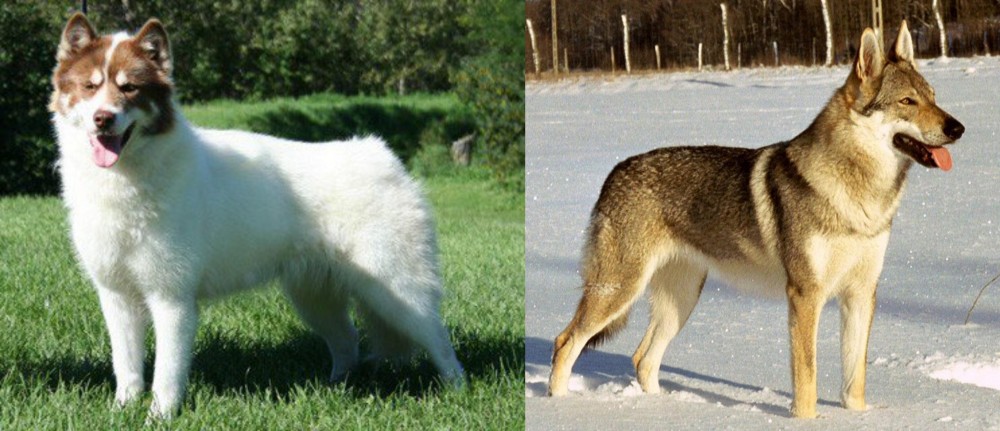 Czechoslovakian Wolfdog vs Canadian Eskimo Dog - Breed Comparison