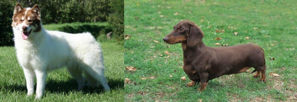 Dachshund vs Canadian Eskimo Dog - Breed Comparison