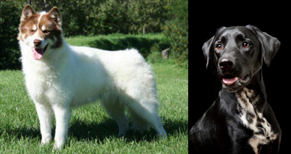 Dalmador vs Canadian Eskimo Dog - Breed Comparison