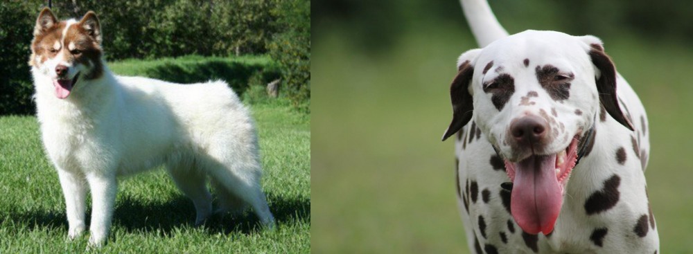 Dalmatian vs Canadian Eskimo Dog - Breed Comparison