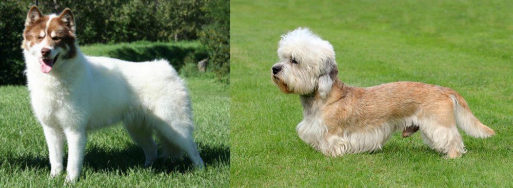 Dandie Dinmont Terrier vs Canadian Eskimo Dog - Breed Comparison