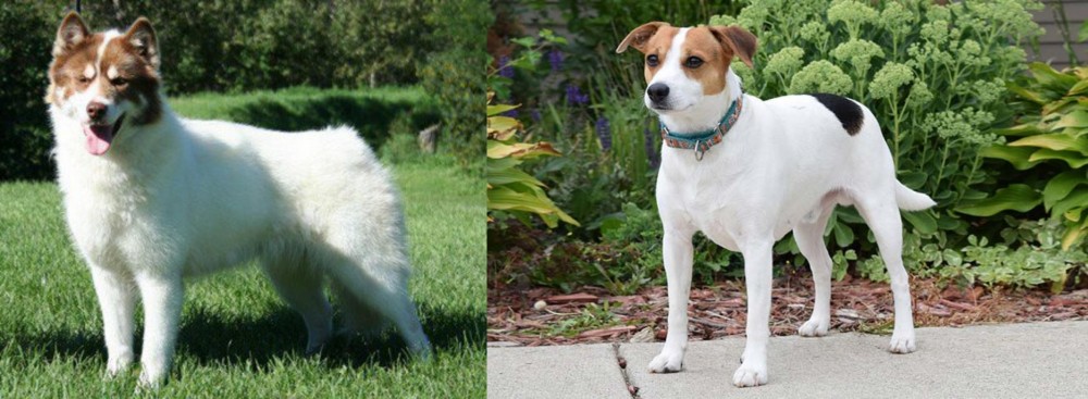 Danish Swedish Farmdog vs Canadian Eskimo Dog - Breed Comparison