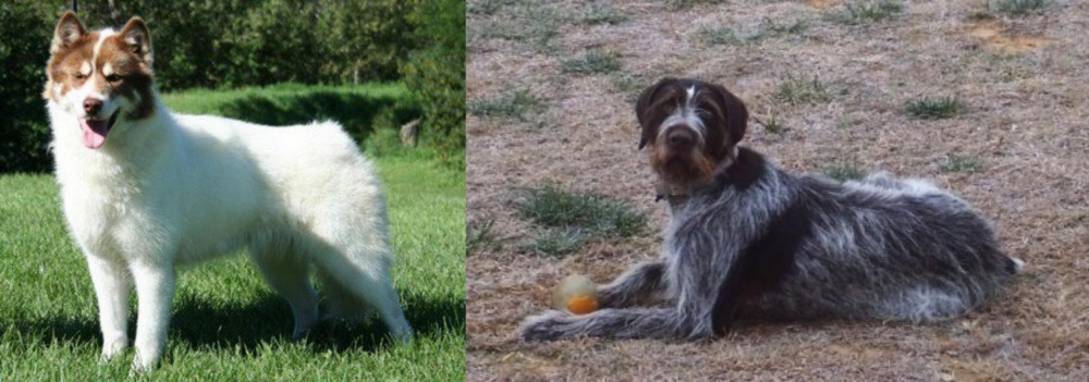 Deutsch Drahthaar vs Canadian Eskimo Dog - Breed Comparison