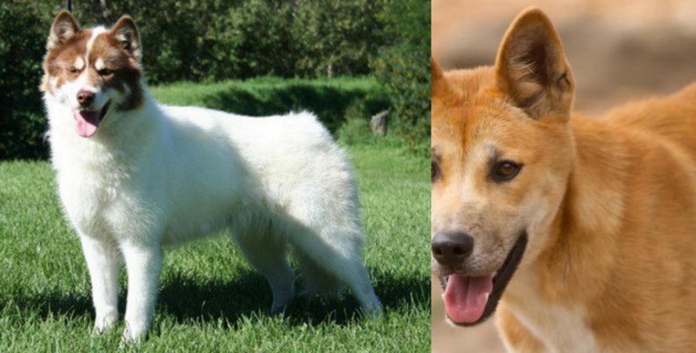 Dingo vs Canadian Eskimo Dog - Breed Comparison