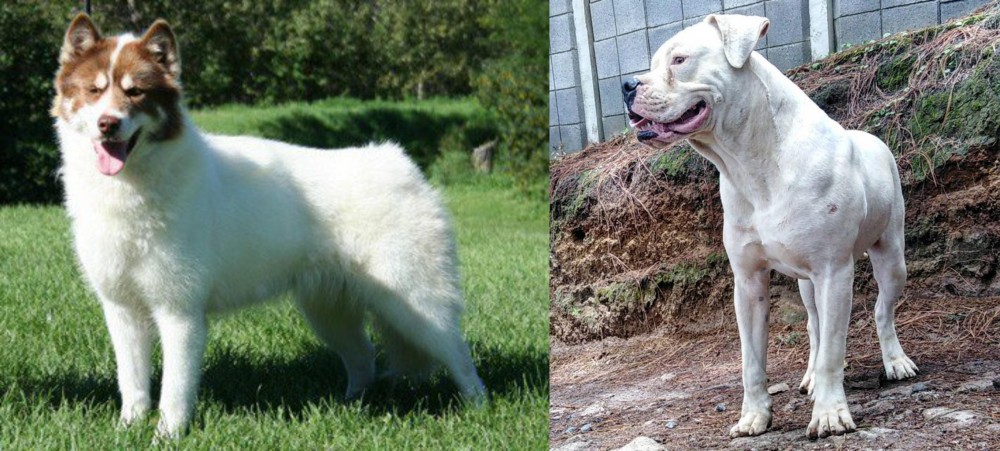 Dogo Guatemalteco vs Canadian Eskimo Dog - Breed Comparison
