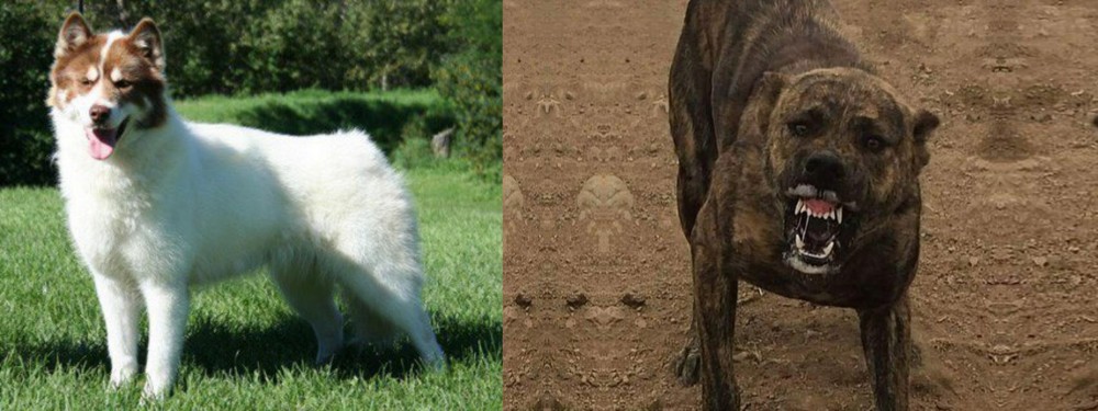Dogo Sardesco vs Canadian Eskimo Dog - Breed Comparison
