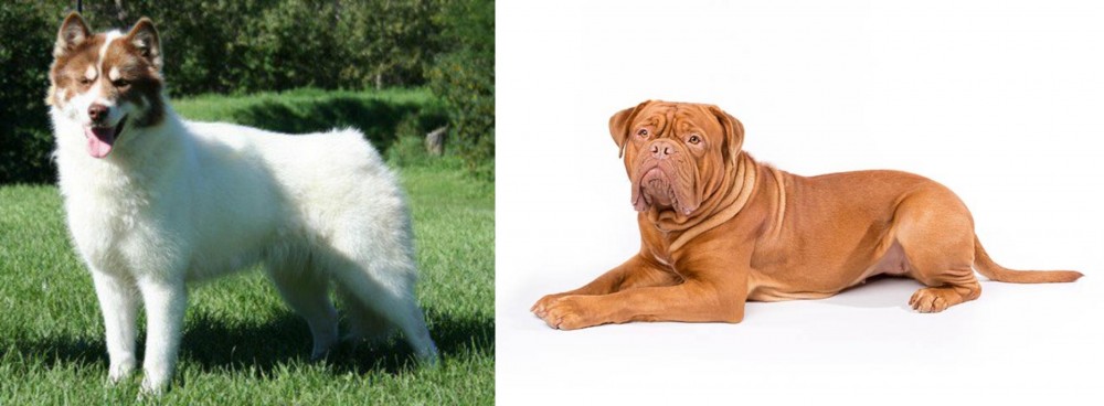 Dogue De Bordeaux vs Canadian Eskimo Dog - Breed Comparison