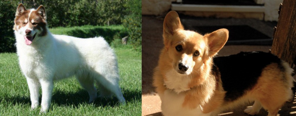 Dorgi vs Canadian Eskimo Dog - Breed Comparison