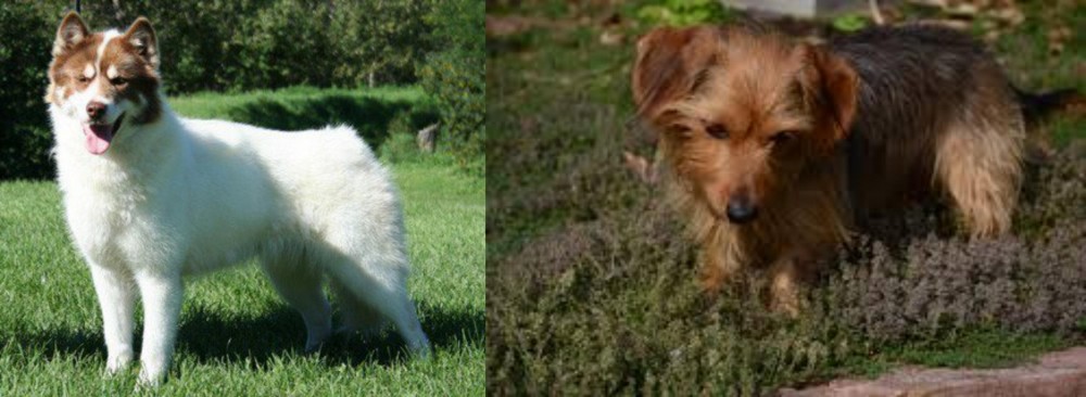 Dorkie vs Canadian Eskimo Dog - Breed Comparison