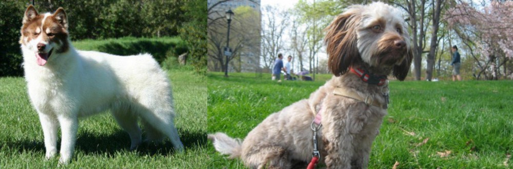 Doxiepoo vs Canadian Eskimo Dog - Breed Comparison