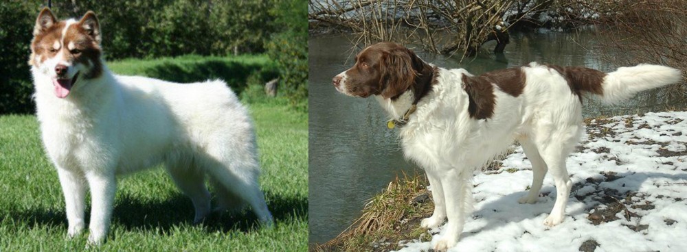 Drentse Patrijshond vs Canadian Eskimo Dog - Breed Comparison