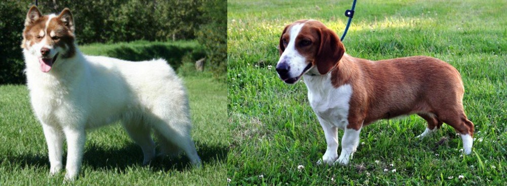 Drever vs Canadian Eskimo Dog - Breed Comparison