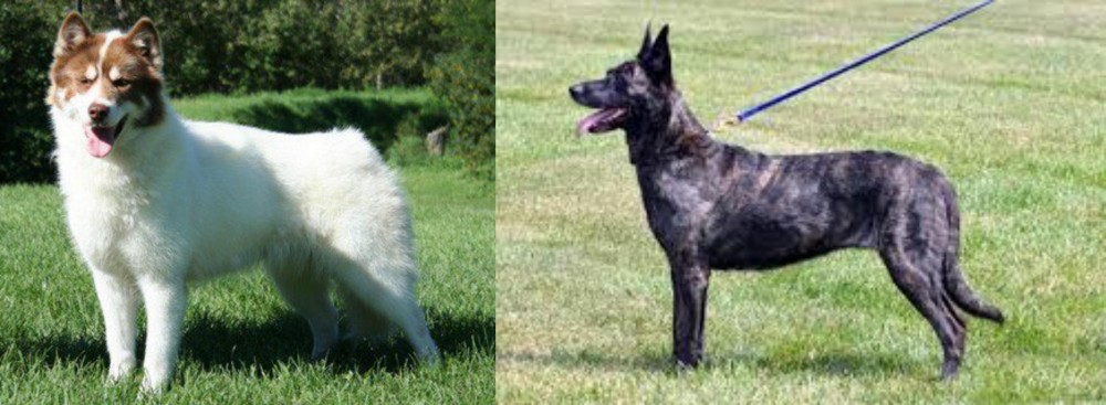 Dutch Shepherd vs Canadian Eskimo Dog - Breed Comparison