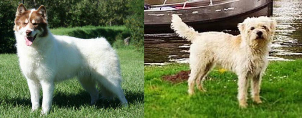 Dutch Smoushond vs Canadian Eskimo Dog - Breed Comparison