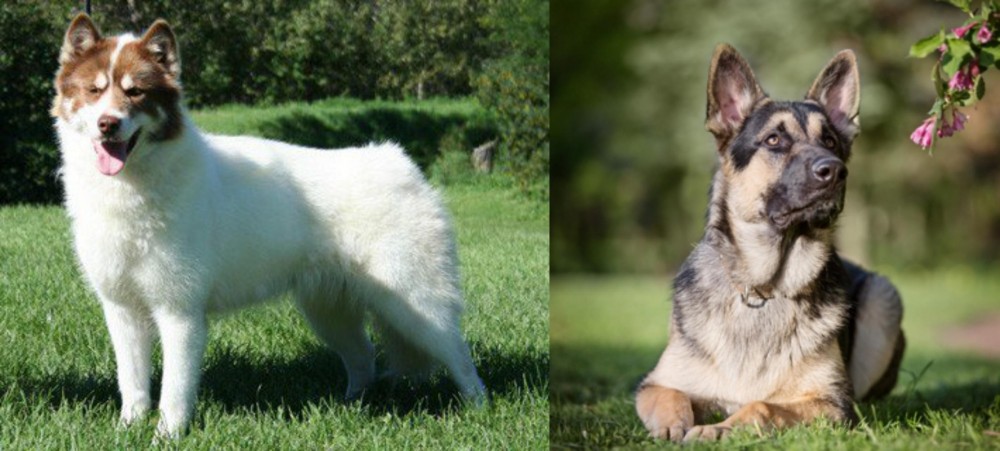 East European Shepherd vs Canadian Eskimo Dog - Breed Comparison