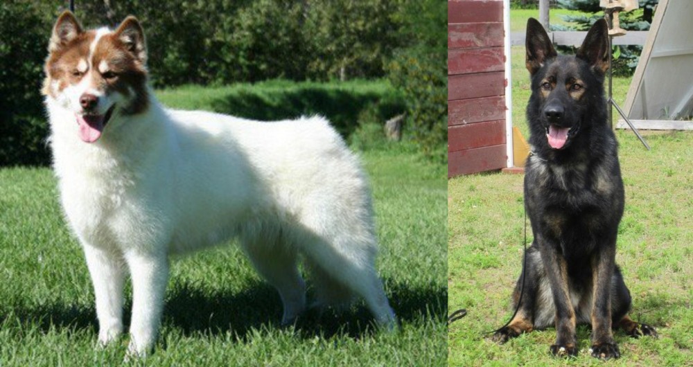 East German Shepherd vs Canadian Eskimo Dog - Breed Comparison