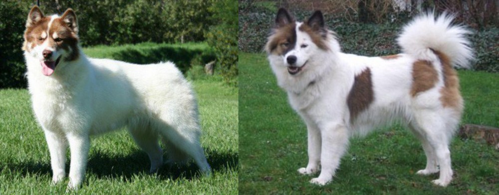 Elo vs Canadian Eskimo Dog - Breed Comparison