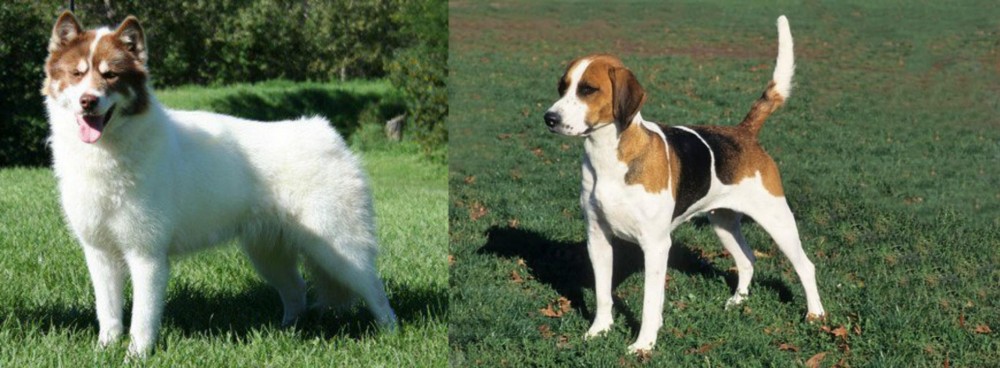 English Foxhound vs Canadian Eskimo Dog - Breed Comparison