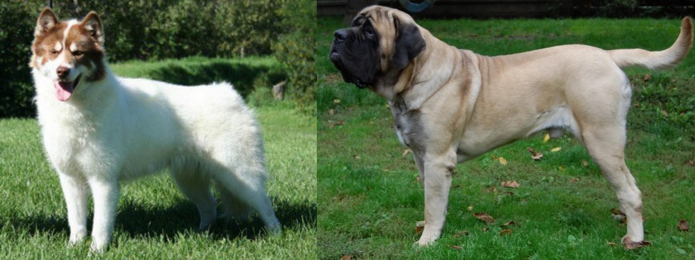English Mastiff vs Canadian Eskimo Dog - Breed Comparison