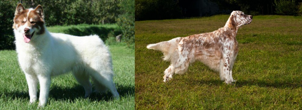 English Setter vs Canadian Eskimo Dog - Breed Comparison