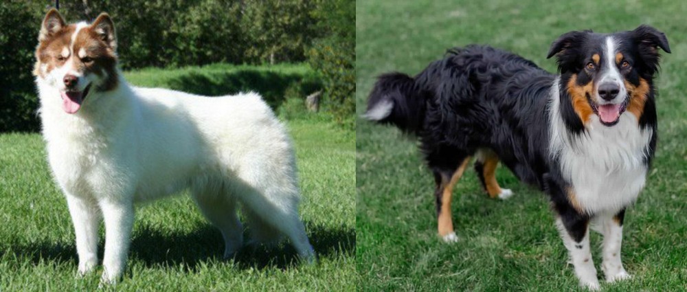 English Shepherd vs Canadian Eskimo Dog - Breed Comparison