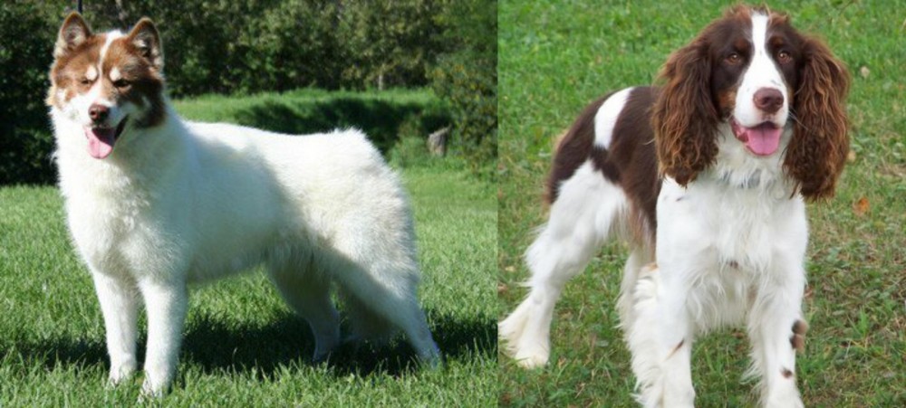 English Springer Spaniel vs Canadian Eskimo Dog - Breed Comparison
