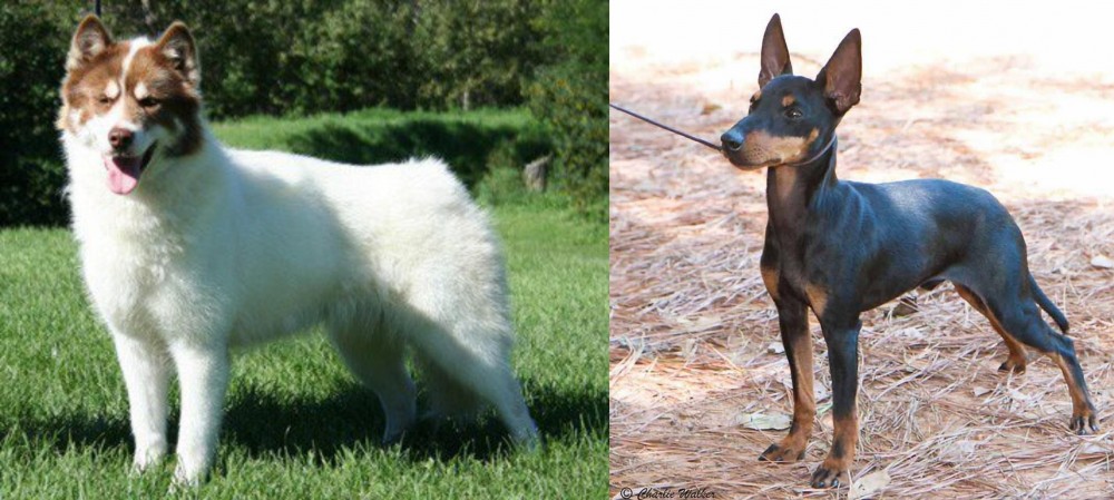 English Toy Terrier (Black & Tan) vs Canadian Eskimo Dog - Breed Comparison