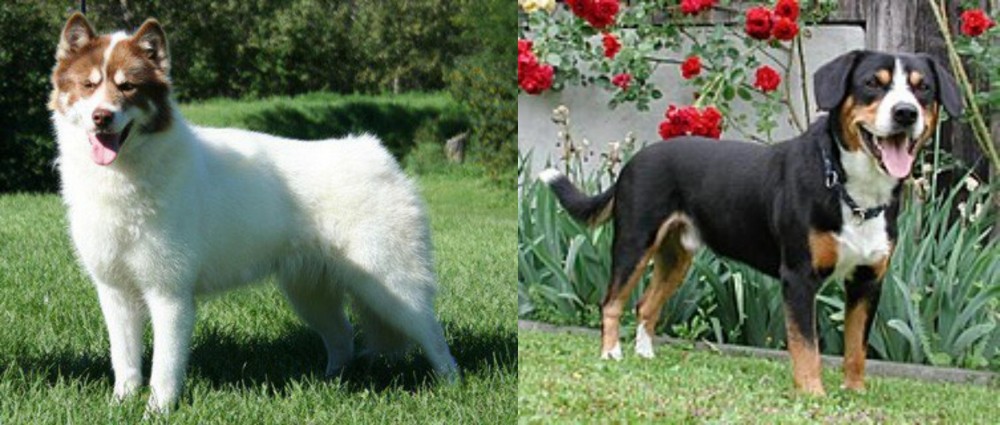 Entlebucher Mountain Dog vs Canadian Eskimo Dog - Breed Comparison
